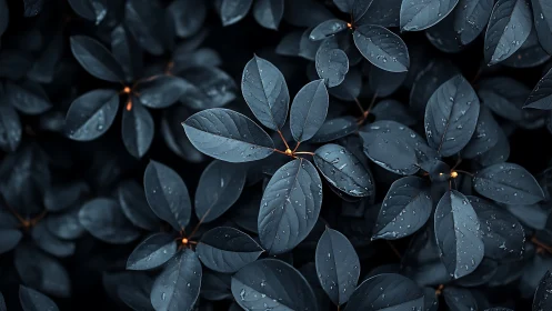 Dark blue leaves show water droplets on overlapping foliage
