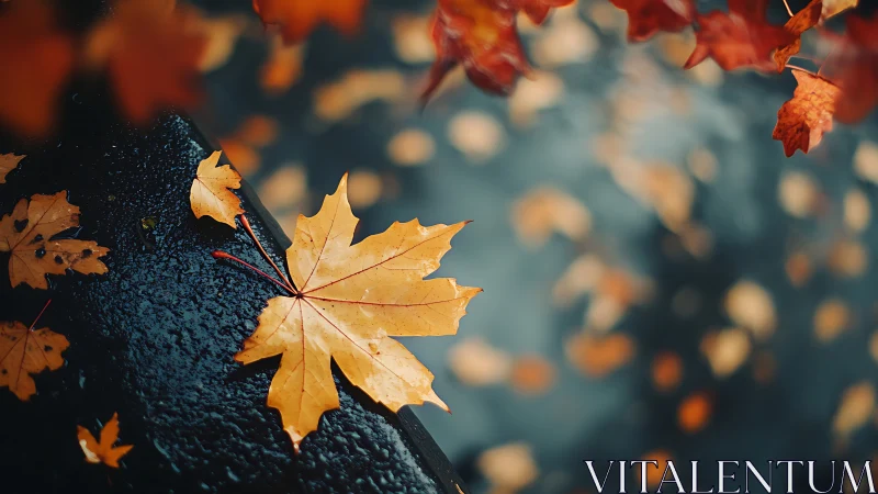Golden autumn leaf resting softly on a rain-dark street.