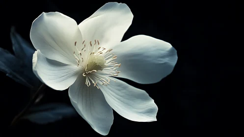 White flower specimen with prominent stamens against dark background.