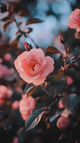 Pink roses in garden with buds and foliage under natural light