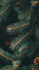 Shallow depth macro study of evergreen needles and pine cones