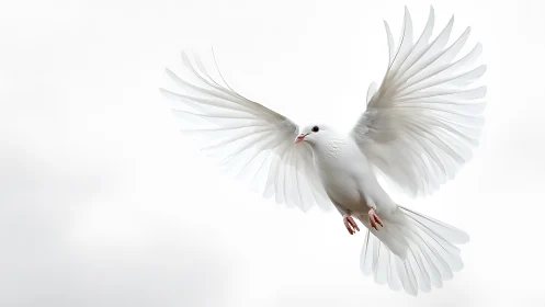 White dove in flight with spread wings on a bright background.