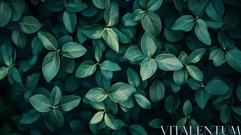 Top-down botanical study isolates teal-toned elliptical leaves