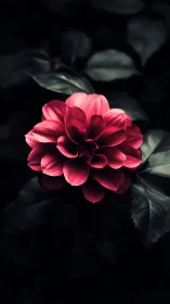 Magenta Dahlia with Layered Petals in Chiaroscuro Illumination.