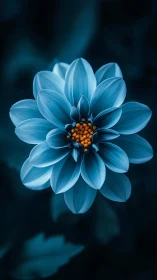 Blue dahlia specimen with orange stamen center.