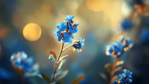 Forget-Me-Nots Glowing in Golden Afternoon Light.