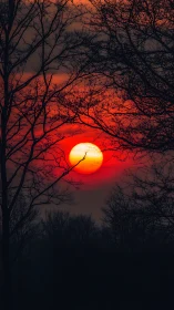 Sun disc aligned behind bare tree branches at red sunset