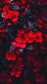 Vivid Red Flowers Dancing Among Dark Foliage.