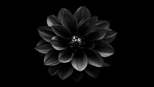 Monochromatic Dahlia Bloom: High-Contrast Black & White Studio Photography