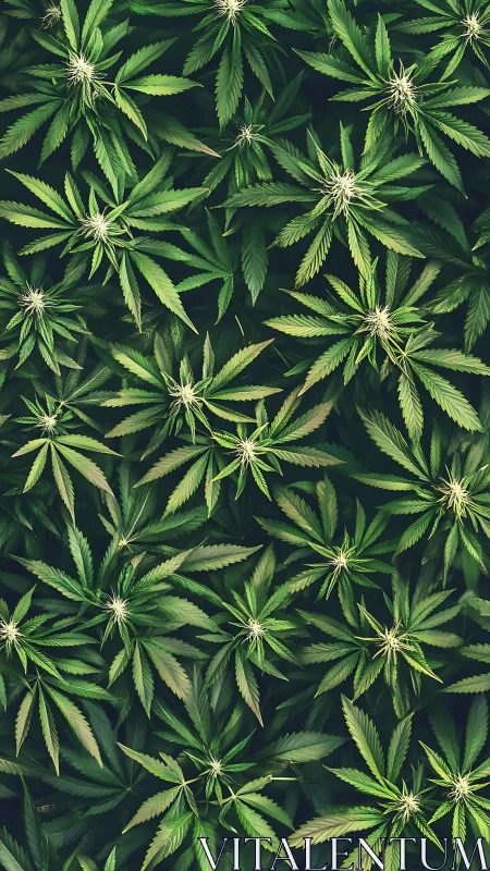 Dense cannabis canopy from above in lush green tones.