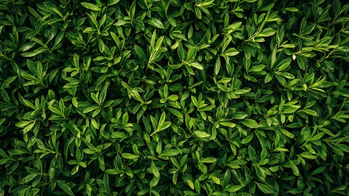 Dense overhead foliage pattern reveals uniform leaf distribution