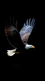 Bald eagle soars in sharp profile against black sky.