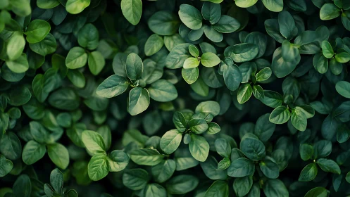 Top-down macro view of dense green foliage with soft bokeh lighting