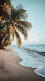 Golden hour palm framing a tranquil tropical shoreline scene