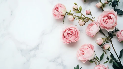 Pink Garden Peonies and Rose Buds on Marble Surface.