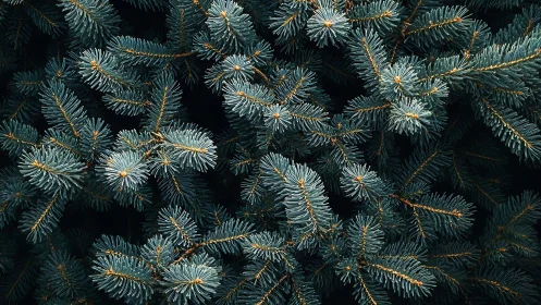 Evergreen needles weaving a quiet forest daydream.