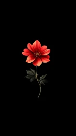 Red Dahlia Bloom Against Black Background