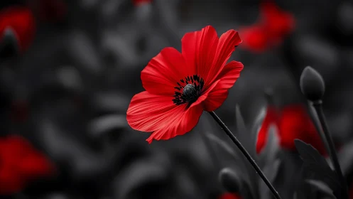 Red poppy flower in selective color photograph.