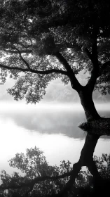 Quiet tree leans into mist, sketching twin worlds in water.