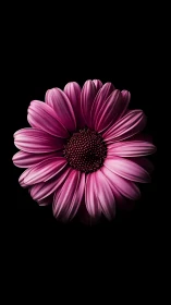 Magenta Gerbera Daisy with Geometrically Layered Petals on Black.