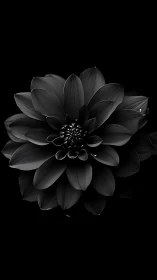 Monochromatic dahlia specimen with layered petal structure on dark background.
