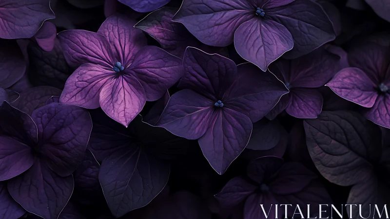 Purple Hydrangea Petals with Intricate Vein Details.