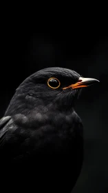 Black Bird's Golden Gaze Pierces Through Velvet Darkness