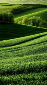 Topographic wavefields of green terraced agricultural slopes.