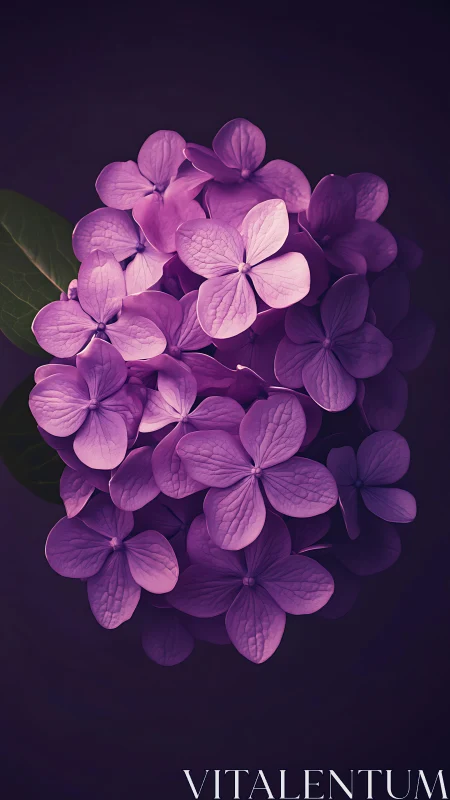 Purple Hydrangea Cluster Against Dark Background.