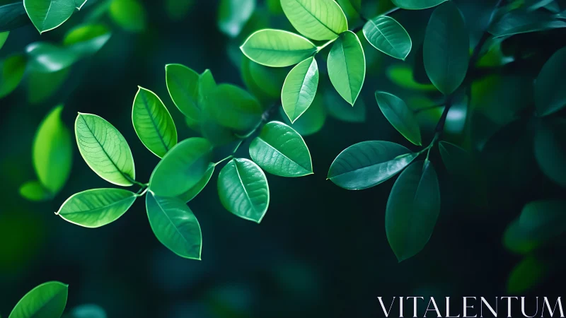 Lush Green Leaves in Soft Natural Light, Botanical Photography.