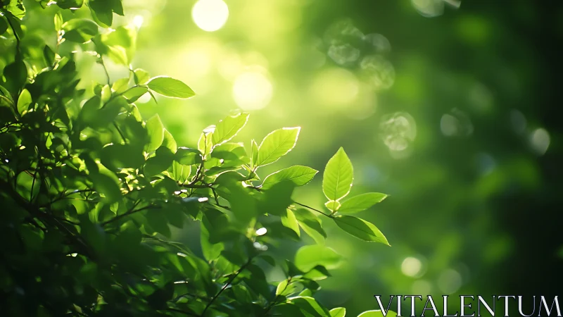 Sunlit Green Leaves in Soft Focus Nature Photography Style.