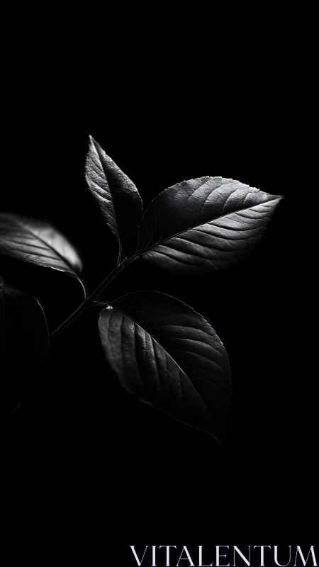 Close-up monochrome study of leaves on black background.