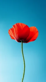 Red Poppy Against Turquoise Sky.