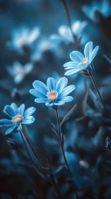 Blue daisies luminescent against moody darkness.