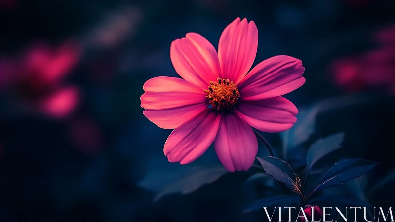Vibrant Cosmos Flower Against Deep Twilight.