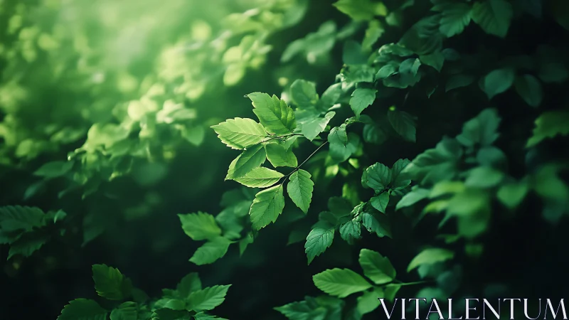 Lush Green Foliage in Soft Sunlight, Nature Photography Style.