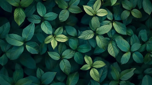 Lush green foliage forms a soothing botanical canopy pattern.