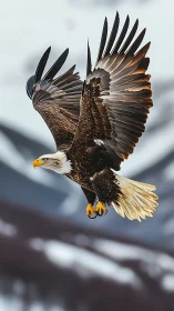 Bald eagle in dynamic flight over soft-focus snowy peaks.