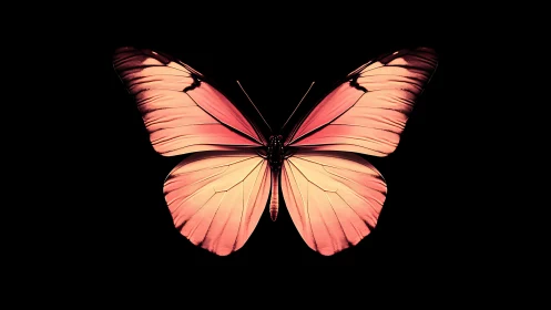 Luminous coral butterfly unfolds in midnight stillness.