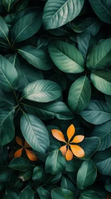 Green foliage background with isolated orange leaf clusters.