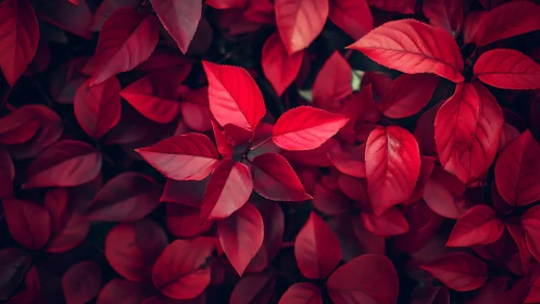 Velvety red leaves glowing softly in a cozy forest hush.