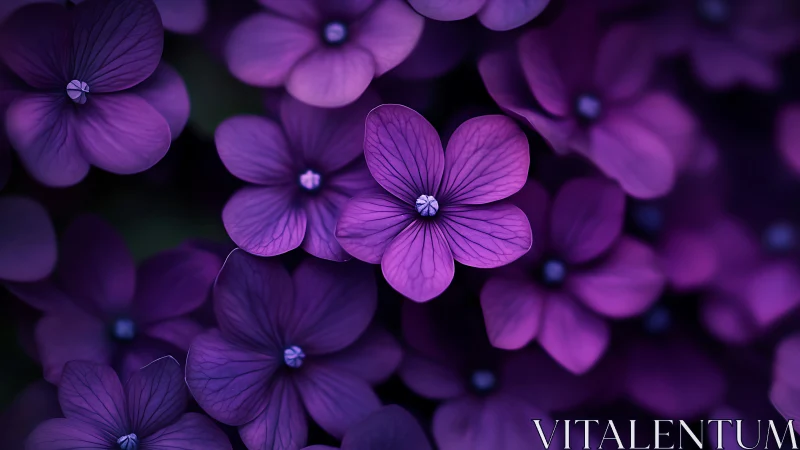 Purple flowers with petals in soft focus arrangement.