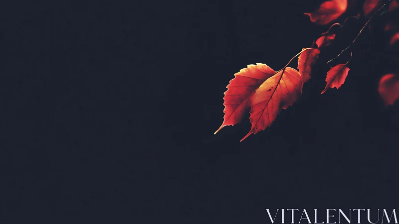 Vibrant red autumn leaves on dark background, minimalist style.