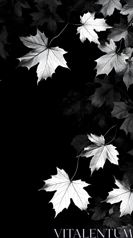 Monochrome maple leaves on deep black negative space.