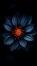 Striking Blue Flower with Glowing Orange Center Against Dark Background.