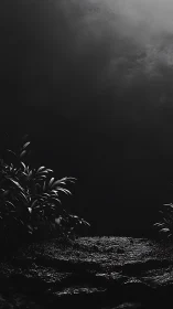 Midnight foliage framing a damp stone forest floor.