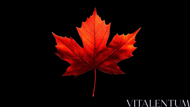 Crimson maple leaf isolated on deep black negative space.