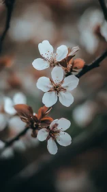 Spring Branch Blossoms with White Petals and Brown Stamens
