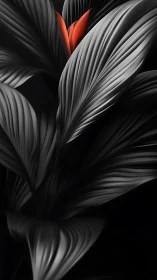 Monochrome leaves framing single vivid red blossom