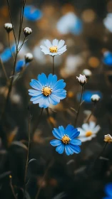Delicate Blue Cosmos Dancing in Morning Light